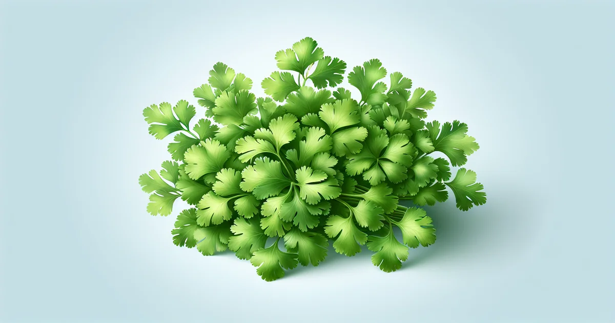 Cilantro: A Fresh Herb with Antioxidant and Detoxifying Properties